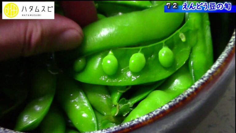 【ハタムスビ】72　えんどう豆収穫最盛期▽春がえんどう豆の旬！