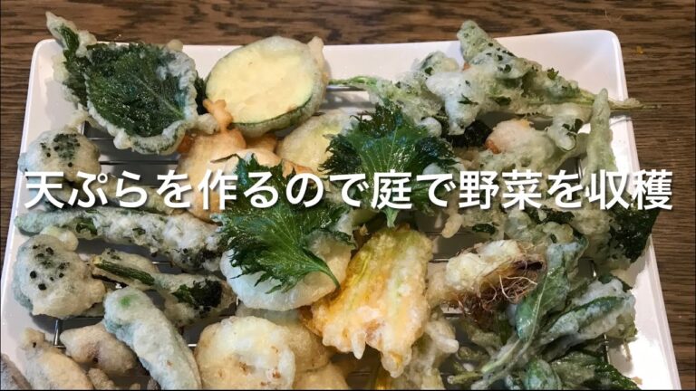 天ぷらを作るので庭で野菜を収穫　2022年8月24日