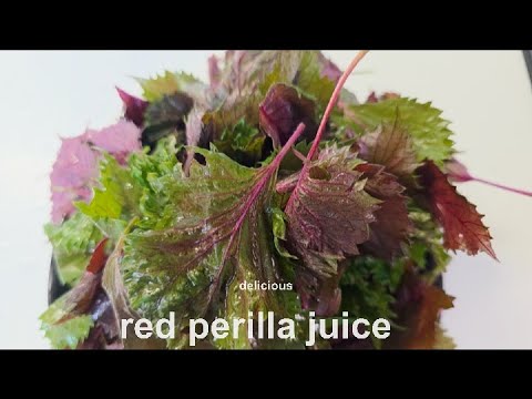 Y35 赤紫蘇ジュース