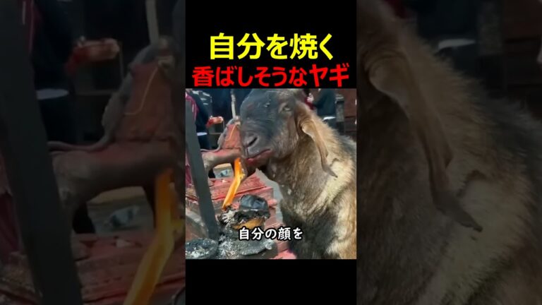自分を焼く香ばしそうなヤギ