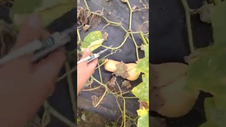 北の家庭菜園　バターナッツかぼちゃ初収穫