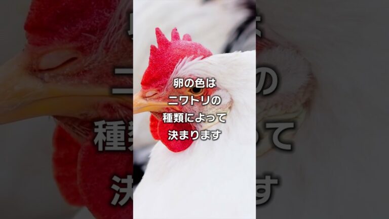 【ゆっくり解説】知っていて損はない、食の雑学『茶色の卵と白い卵の違いは？』#shorts