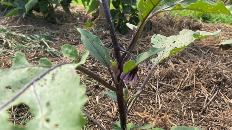 端境期を乗り越える【秋ナスについて】