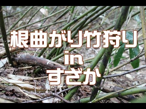 根曲がり竹狩り
