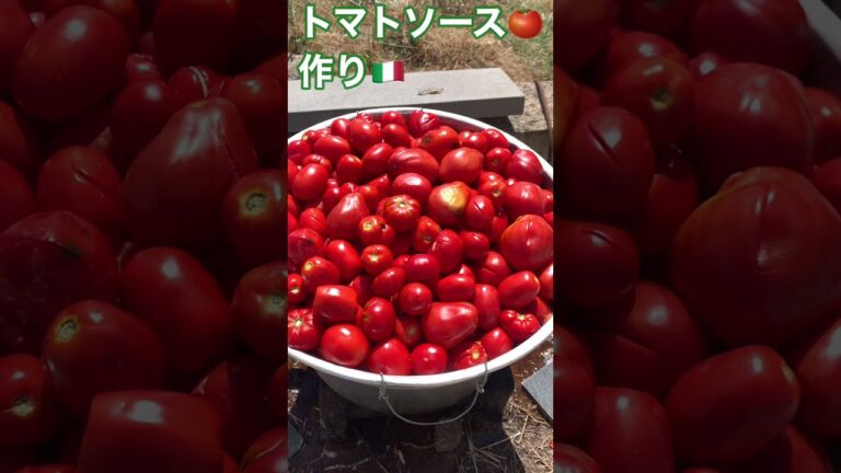大量トマト何する？イタリアのマンマの味とは？トマト大好きイタリア人の味！夏の風物詩トマトソース作りってこうなの？【イタリアVlog】#shorts