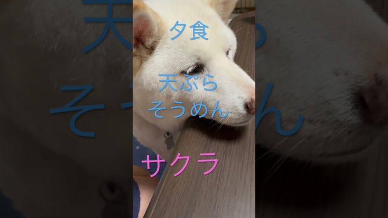 ゴーヤと桜エビの天ぷら美味しい😋ゴーヤの天ぷら