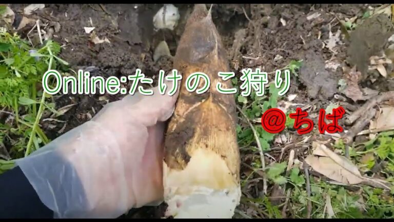 【ASMAR】オンラインたけのこ狩り＠千葉県