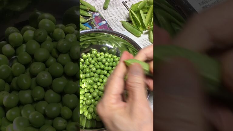 【癒し野菜】エンドウ豆の取り出し作業