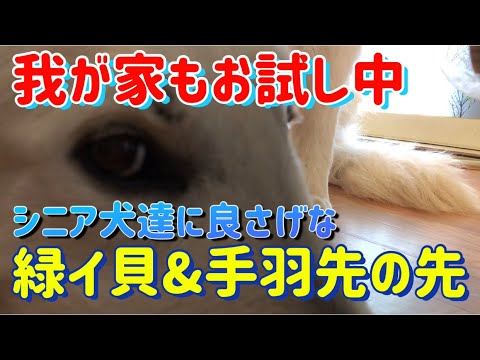 【緑イ貝&手羽先の先】シニア犬シェパードの足腰の為に我が家があげている物を紹介します/Introducing what we are giving to our shepherds!