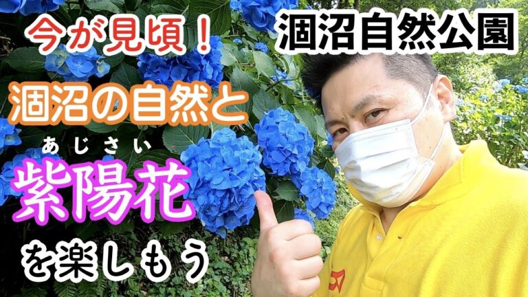 【茨城】涸沼自然公園の紫陽花を見に行ってきました。［茨城町］2020/6/26 撮影