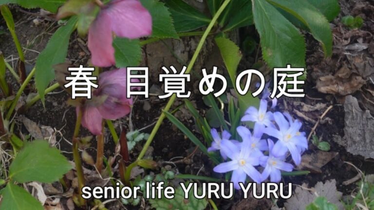 【60代シニアライフ】パンジーとビオラ、コストコリピート品購入、夫のハムカツ男飯、マルプー大吉 歯磨き編、