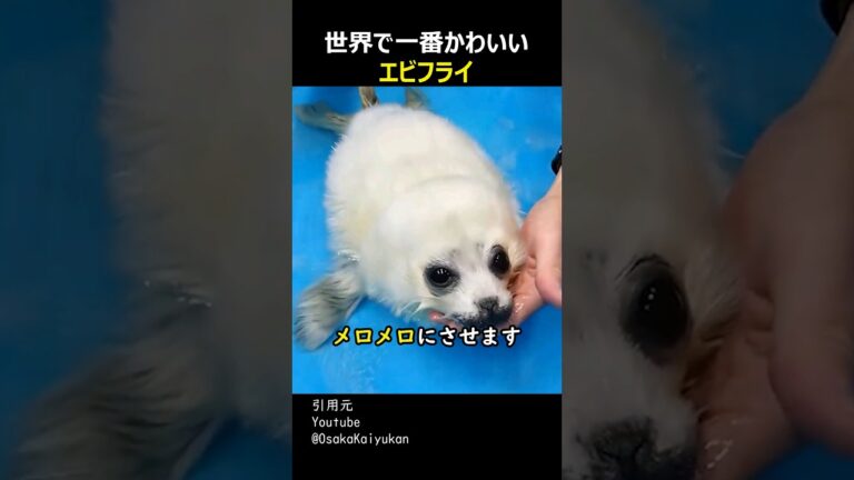 世界で一番かわいいエビフライ