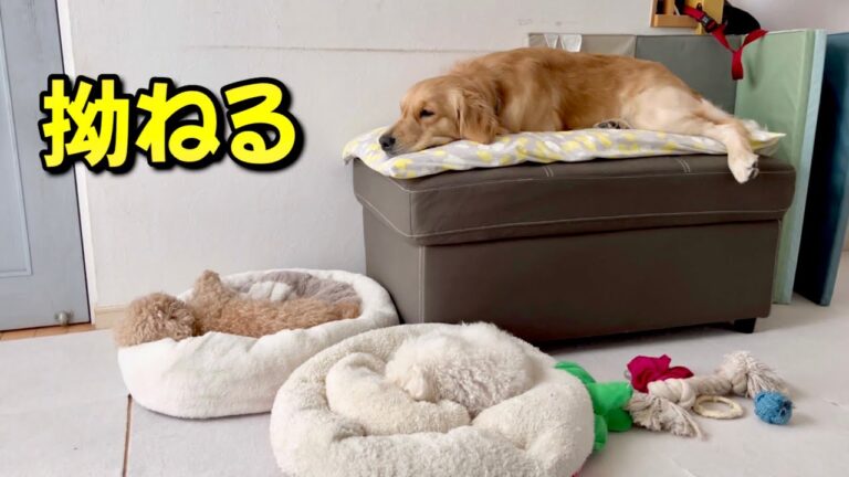 自分のベッドがなくて強硬手段にでるゴールデンレトリバーww