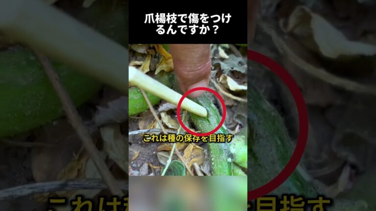 家庭菜園で試せる裏ワザ！収穫量3倍？ #カボチャ栽培 #家庭菜園 #ストレス農法