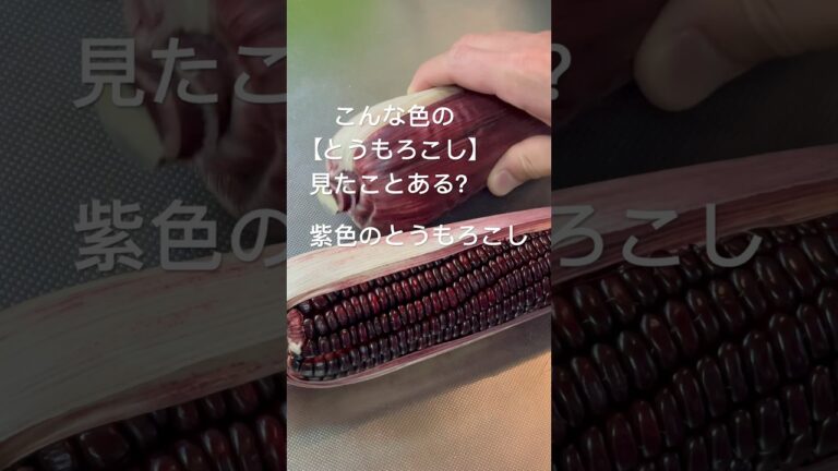 【もちもち太郎パープル】紫色のとうもろこし#もちもち太郎パープル #もちもち #とうもろこし #もろこし #おつまみ #料理動画 #cooking #料理チャンネル #cookingchannel