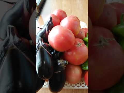 トマトがたくさん🍅🍅トマトミートソース作ろかしら😃 ピーマンころころ💚 #トマト  #夏野菜