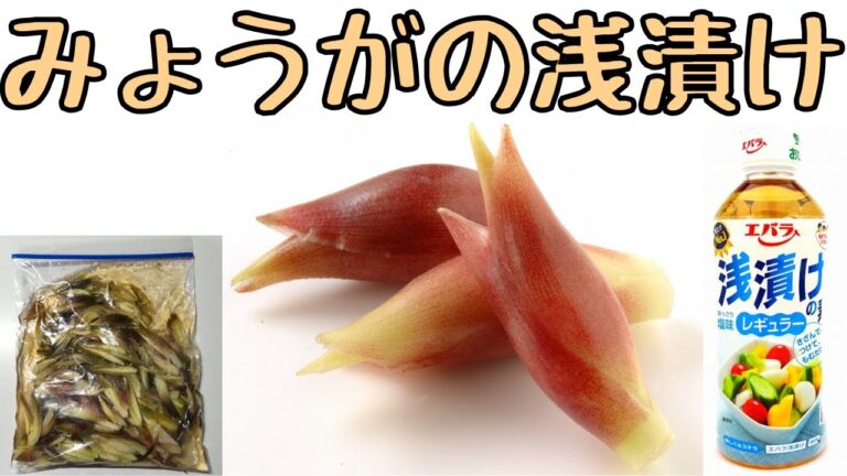 【みょうがの浅漬け】浅漬けの素で漬けるだけ｜おつまみに｜栄養満点