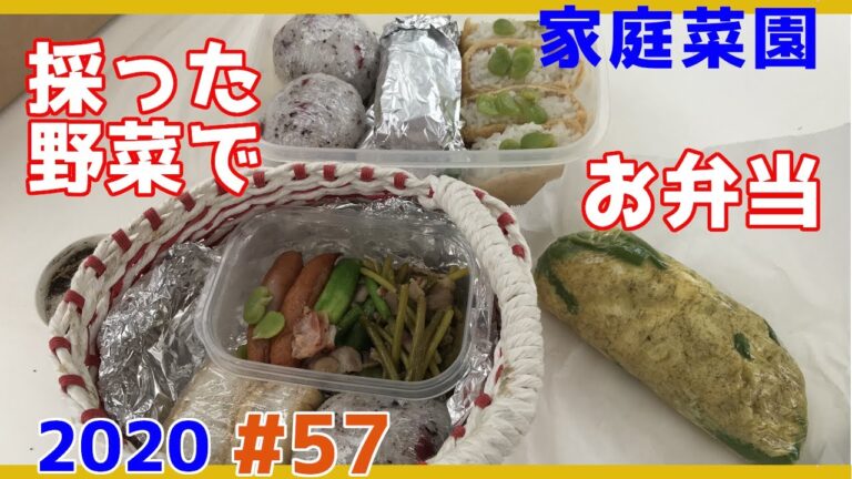 【家庭菜園2020】採った野菜でお弁当、生姜を植えた【#57】