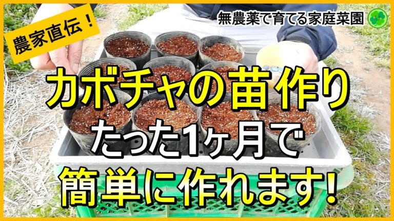 【カボチャ栽培】種まきから始める！失敗しない苗作りのコツ【有機農家直伝！無農薬で育てる家庭菜園】　24/3/26