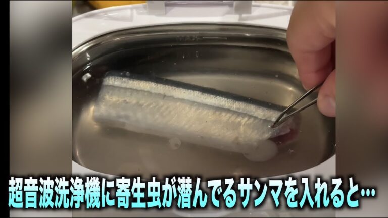 超音波洗浄機にサンマを入れるとどれくらい寄生虫"アニサキス"が出てくるの？　#shorts #ショートな青春