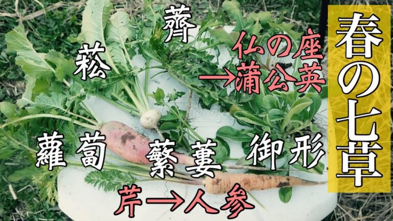 自然農の畑で七草探し【natural farming field】2020年1月6日