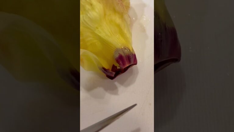 超貴重【花オクラのおひたし】