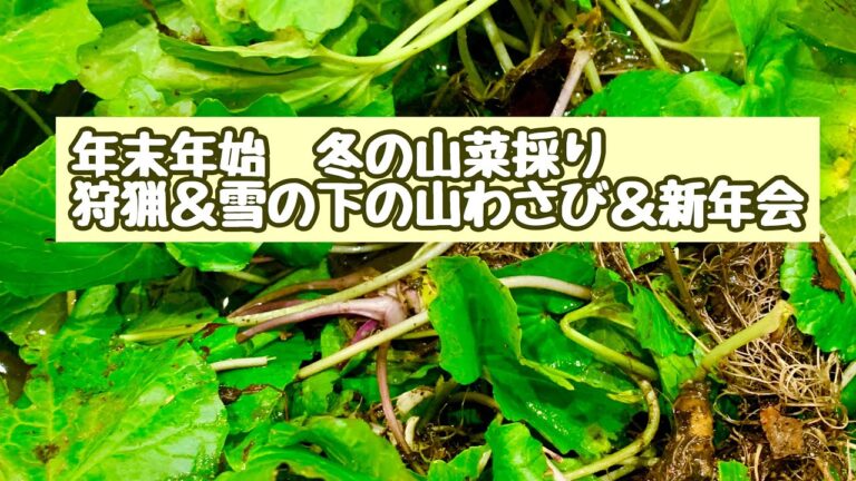 [冬の山菜採り]狩猟&雪の下の山わさび&新年会