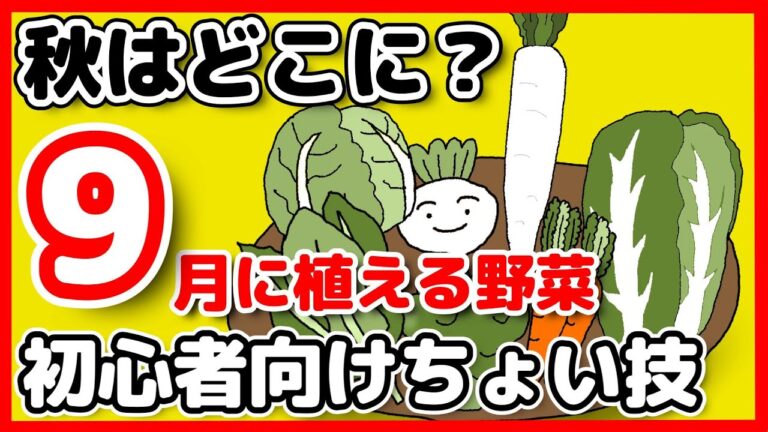 秋はどこに？9月に植える野菜　初心者向けちょい技9点