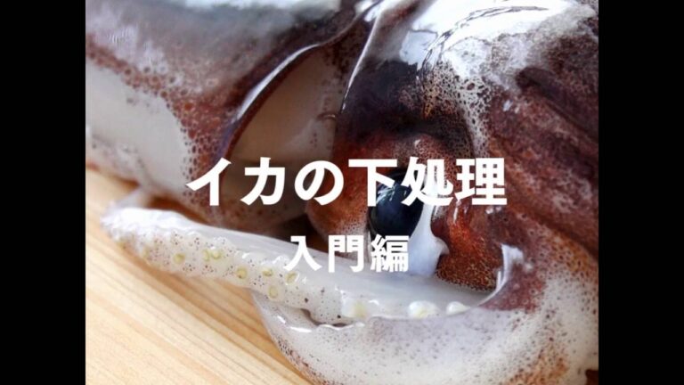 【魚のきほん】イカの下処理 入門編
