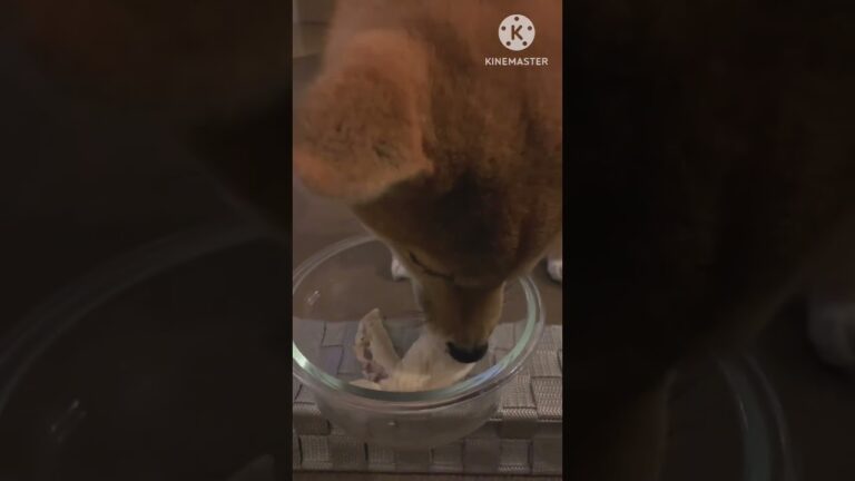 【実食】手羽先！圧力鍋で2時間煮込んで作ったけど。。一瞬にしてゴックンしちゃいました。