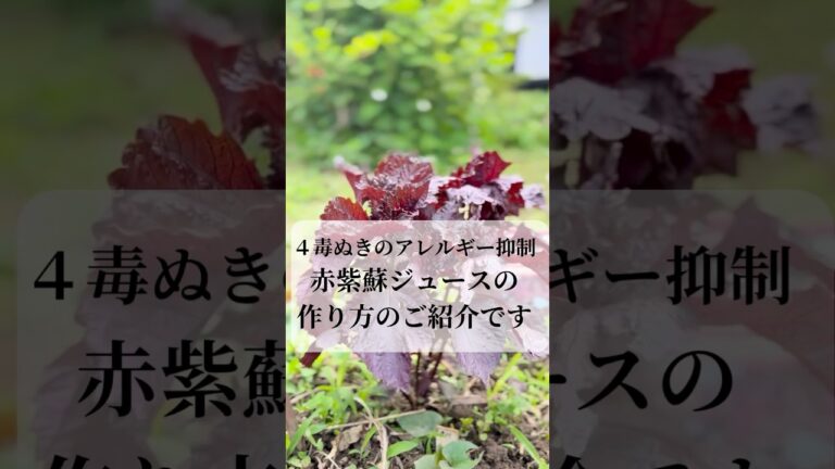 四毒抜き赤紫蘇ジュースで私のアトピーの痒みも治った🫶身体を温めて気血を巡らせる 🌱薬膳赤紫蘇ジュース🍹