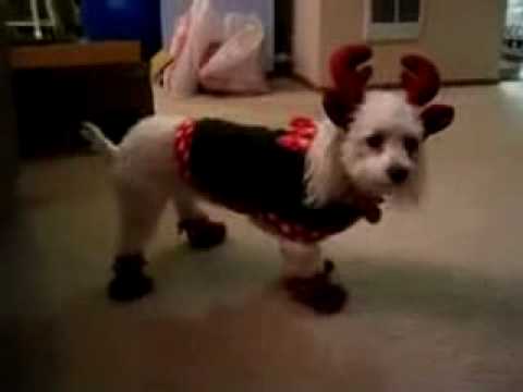 Mollz the Amazing Reindeer