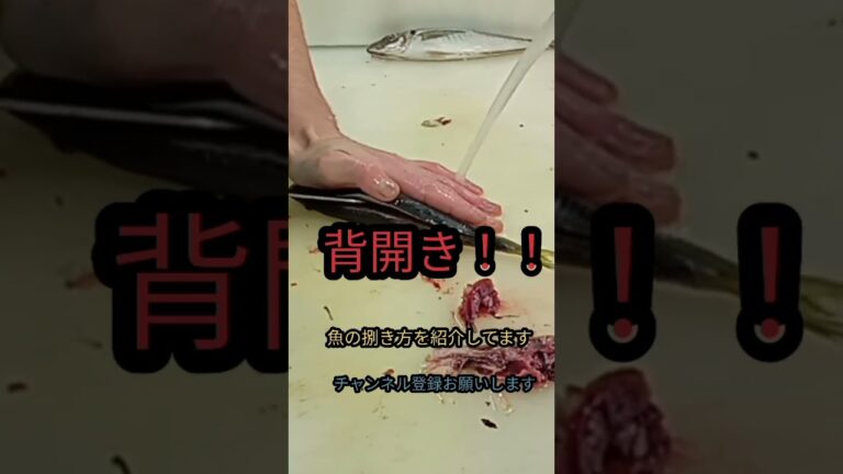 背開き！真アジ#簡単 #チャレンジ #おすすめ #料理 #fish #japan #new #楽しい #美味しい#美味しい #ミッション #捌き方 #釣り #長崎 #包丁 #チャンス