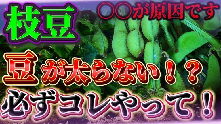 【枝豆】豆が太らない原因は、〇〇です！！ここを必ず確認してください！！
