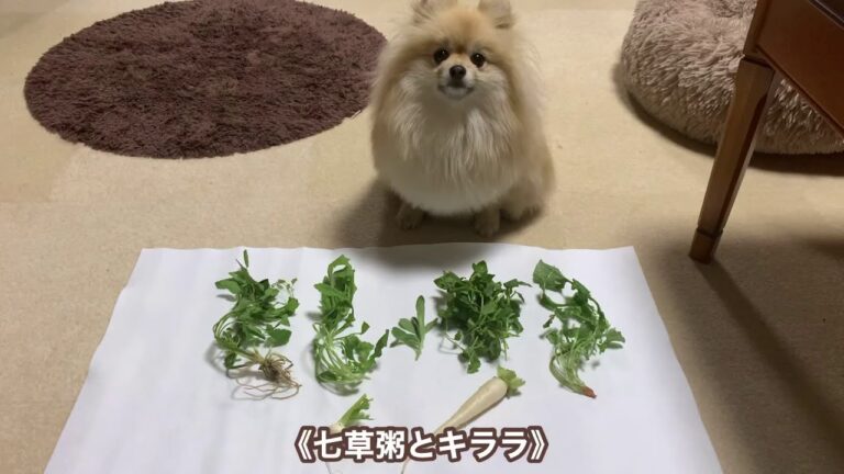 七草粥とキララ✨