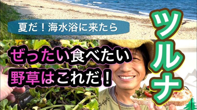 【野草術】海水浴で食べたい野草レシピ～ツルナの夏野菜サラダ～Please eat this when you go to the sea "New Zealand spinach"