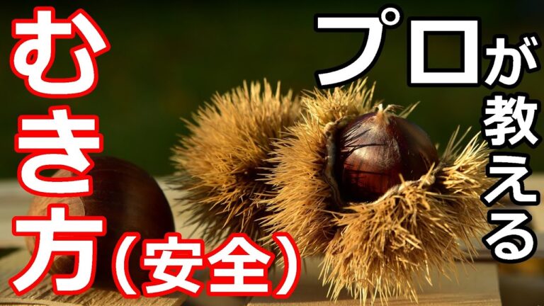 【栗】【むき方】プロの日本料理人が教える、安全な栗のむき方