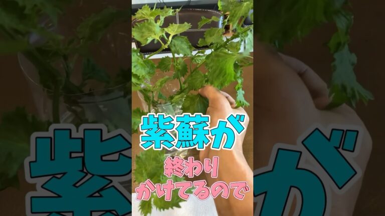 紫蘇が終わりかけているので、、、ふりかけにしてみた😁