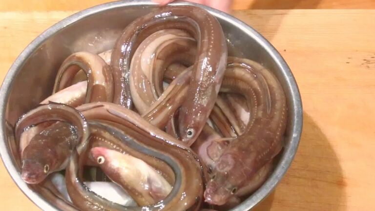 《穴子（アナゴ）の佃煮》・・・・大和の　和の料理《佃煮（リハビリ編）》
