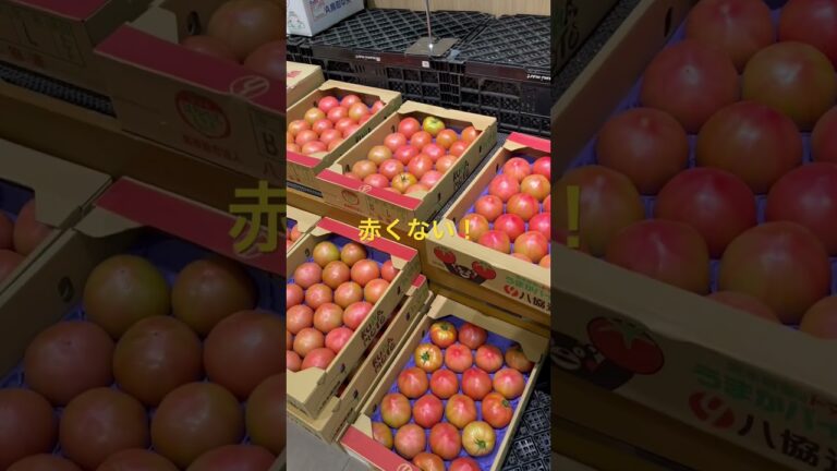 【赤くないトマト】もう少し赤くしてから売ってよー！　#shorts #food  #トマト　#トップ（マミーマート）