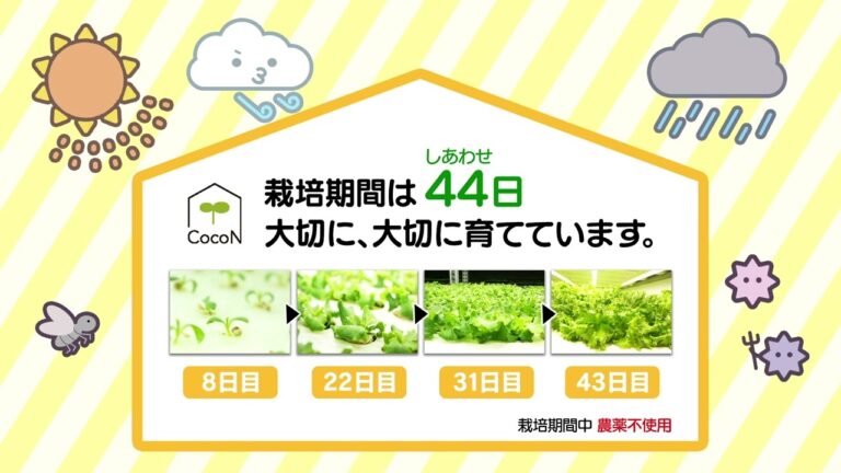 幸せレタス　２