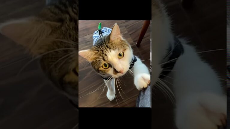 かまって欲しい猫エースその１ #Shorts