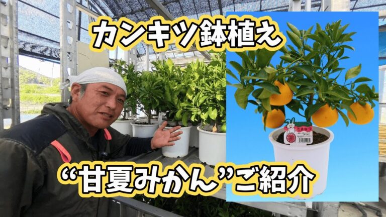 鉢植え柑橘「甘夏」紹介｜爽やかな酸味と春の旬を楽しむ贅沢