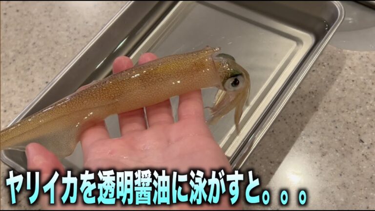 ヤリイカを透明醤油に泳がして作る沖漬けが最高すぎる！！　#shorts
