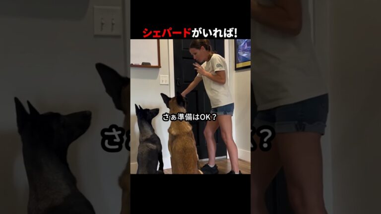 シェパードがいれば！ #ほっこりショート