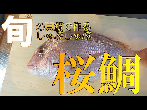 【旬の桜鯛で作るしゃぶしゃぶ】真鯛を丸ごと使って出汁を取ってしゃぶしゃぶをやってみた【とんキッチン】