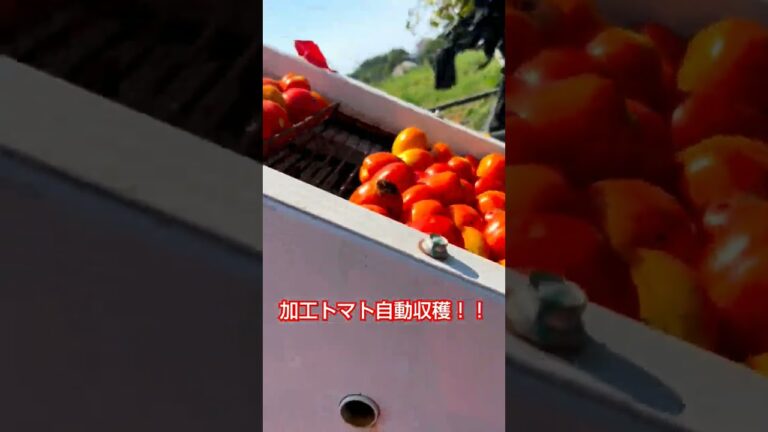 加工トマト収穫！！トマトジュースとケチャップになります！🎥動画提供🎥Y B.DRAGON Farm🌽トウモロコシ王子👑美白の甘姫💕（BGM編集済み）#農業機械 #とまと #トマト #農家 #農業女子