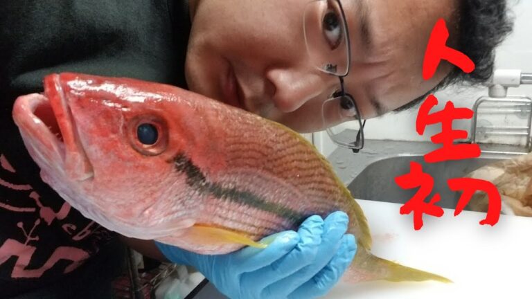 響のスタジオ飯 29弾 ヨコスジフエダイのお刺身だぞ！第60弾