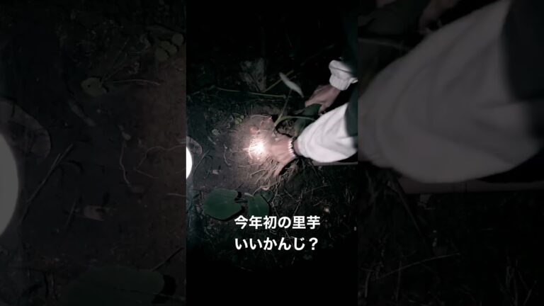 【家庭菜園】急に豚汁食べたいと畑に里芋とりにゆくワイフ