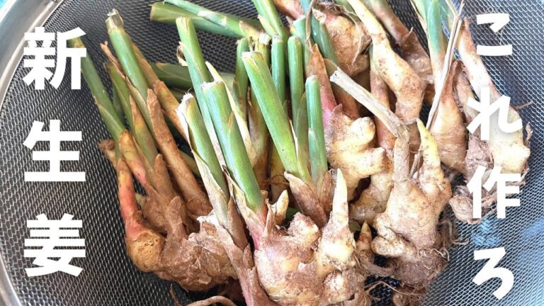 意外と簡単な新生姜の甘酢漬け【ガリ】のレシピ・作り方